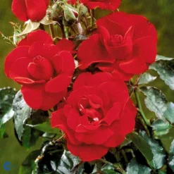 'H.C. Andersen'™ Rosa X 'H.C. Andersen'™ (Buketrose) A-Kvalitet,- Barrods Roser Min. 3 Grene -GrønGlæde Salgsbutik fi4379 rosa h c andersen poulander 8f98