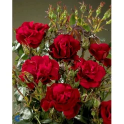 'H.C. Andersen'™ Rosa X 'H.C. Andersen'™ (Buketrose) A-Kvalitet,- Barrods Roser Min. 3 Grene -GrønGlæde Salgsbutik fi4379 rosa h c andersen poulander 92c5