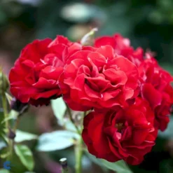 'H.C. Andersen'™ Rosa X 'H.C. Andersen'™ (Buketrose) A-Kvalitet,- Barrods Roser Min. 3 Grene -GrønGlæde Salgsbutik fi4379 rosa h c andersen poulander a6df