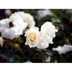 'Hampton™ Palace®' Rosa X 'Hampton™ Palace®' (Palacerose) A-Kvalitet,- Barrods Roser Min. 3 Grene -GrønGlæde Salgsbutik fi4384 rosa hampton poulgret n b3bb