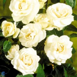 'Hampton™ Palace®' Rosa X 'Hampton™ Palace®' (Palacerose) A-Kvalitet,- Barrods Roser Min. 3 Grene -GrønGlæde Salgsbutik fi4384 rosa hampton poulgret n d93a