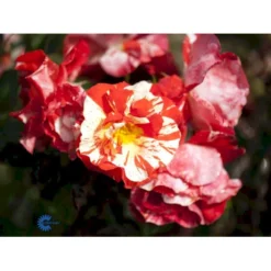'Hanky Panky' Rosa X 'Hanky Panky' (Buketrose) A-Kvalitet,- Barrods Roser Min. 3 Grene -GrønGlæde Salgsbutik fi4385 rosa hanky panky 88af