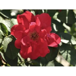 Rynket Rose 'Hansaland'® Rosa Rugosa 'Hansaland'® A-Kvalitet,- Barrods Roser Min. 3 Grene -GrønGlæde Salgsbutik fi4389 rosa hansaland 4802