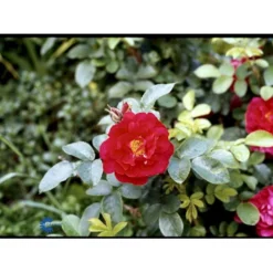 Rynket Rose 'Hansaland'® Rosa Rugosa 'Hansaland'® A-Kvalitet,- Barrods Roser Min. 3 Grene -GrønGlæde Salgsbutik fi4389 rosa hansaland 6d3b