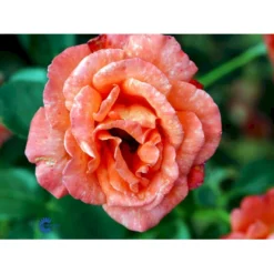 'Alexander' Rosa X 'Alexander' (storblomstrende) A-Kvalitet,- Barrods Roser Min. 3 Grene -GrønGlæde Salgsbutik fi4395 rosa harlex 3d2c