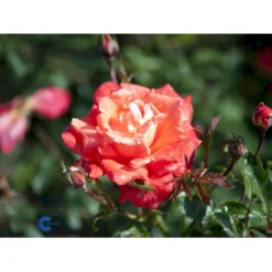 'Alexander' Rosa X 'Alexander' (storblomstrende) A-Kvalitet,- Barrods Roser Min. 3 Grene -GrønGlæde Salgsbutik fi4395 rosa harlex bd55