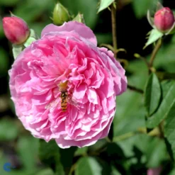 'Harlow Carr' Rosa X 'Harlow Carr' (Engelsk Rose) A-Kvalitet,- Barrods Roser Min. 3 Grene 18 'Harlow Carr' Rosa X 'Harlow Carr' (Engelsk Rose) A-Kvalitet,- Barrods Roser Min. 3 Grene -GrønGlæde Salgsbutik fi4396 rosa harlow carr aushouse 022c