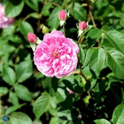 'Harlow Carr' Rosa X 'Harlow Carr' (Engelsk Rose) A-Kvalitet,- Barrods Roser Min. 3 Grene 19 'Harlow Carr' Rosa X 'Harlow Carr' (Engelsk Rose) A-Kvalitet,- Barrods Roser Min. 3 Grene -GrønGlæde Salgsbutik fi4396 rosa harlow carr aushouse 3119