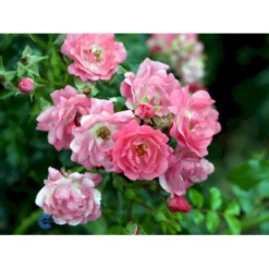 'Heidetraum' Rosa X 'Heidetraum' (Bunddækkerose) A-Kvalitet,- Barrods Roser Min. 3 Grene 9 'Heidetraum' Rosa X 'Heidetraum' (Bunddækkerose) A-Kvalitet,- Barrods Roser Min. 3 Grene -GrønGlæde Salgsbutik fi4415 rosa heidetraum 3edb
