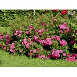 'Heidetraum' Rosa X 'Heidetraum' (Bunddækkerose) A-Kvalitet,- Barrods Roser Min. 3 Grene 8 'Heidetraum' Rosa X 'Heidetraum' (Bunddækkerose) A-Kvalitet,- Barrods Roser Min. 3 Grene -GrønGlæde Salgsbutik fi4415 rosa heidetraum 73a3