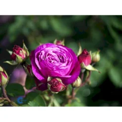 'Heidi Klum® Rose' Rosa X 'Heidi Klum® Rose' (Storblomstrende) A-Kvalitet,- Barrods Roser Min. 3 Grene -GrønGlæde Salgsbutik fi4416 rosa heidi klum 8e6e