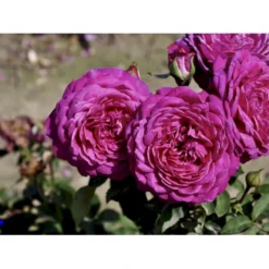 'Heidi Klum® Rose' Rosa X 'Heidi Klum® Rose' (Storblomstrende) A-Kvalitet,- Barrods Roser Min. 3 Grene -GrønGlæde Salgsbutik fi4416 rosa heidi klum a2e7