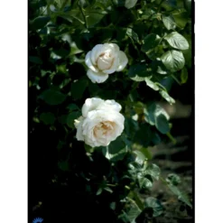 'Helena™ Renaissance'® Rosa X 'Helena™ Renaissance'® (Renaissancerose) A-Kvalitet,- Barrods Roser Min. 3 Grene -GrønGlæde Salgsbutik fi4419 rosa helena poulna n c4e6