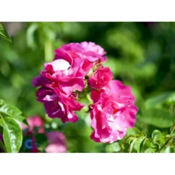 'Henry Kelsey' Rosa Kordesii 'Henry Kelsey' (Slyngrose) A-Kvalitet,- Barrods Roser Min. 3 Grene -GrønGlæde Salgsbutik fi4423 rosa henry kelsey b5f1