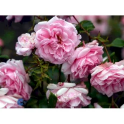 'Home And Garden'® Rosa X 'Home And Garden'® (Buketrose) A-Kvalitet,- Barrods Roser Min. 3 Grene -GrønGlæde Salgsbutik fi4431 rosa home garden d201