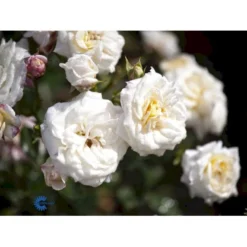 'Honeymilk'® Rosa X 'Honeymilk'® (Bunddækkerose) A-Kvalitet,- Barrods Roser Min. 3 Grene -GrønGlæde Salgsbutik fi4432 rosa honeymilk 7d67