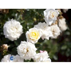 'Honeymilk'® Rosa X 'Honeymilk'® (Bunddækkerose) A-Kvalitet,- Barrods Roser Min. 3 Grene -GrønGlæde Salgsbutik fi4432 rosa honeymilk cc44
