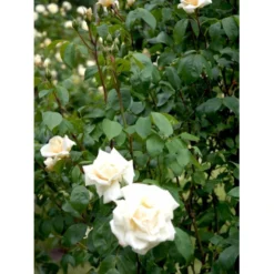 'Ilse Krohn Superior'® Rosa Kordesii 'Ilse Krohn Superior'® (Slyngrose) A-Kvalitet,- Barrods Roser Min. 3 Grene -GrønGlæde Salgsbutik fi4446 rosa ilse krohn superior 38e2