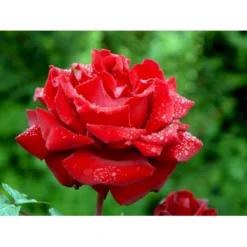 'Ingrid Bergman'® Rosa X 'Ingrid Bergman'® (Storblomstrende) A-Kvalitet,- Barrods Roser Min. 3 Grene -GrønGlæde Salgsbutik fi4449 rosa ingrid bergman poulman n 35bc