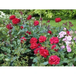 'Ingrid Bergman'® Rosa X 'Ingrid Bergman'® (Storblomstrende) A-Kvalitet,- Barrods Roser Min. 3 Grene -GrønGlæde Salgsbutik fi4449 rosa ingrid bergman poulman n 60e3