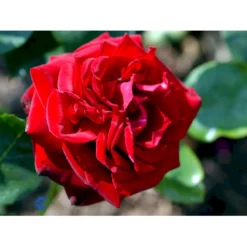 'Ingrid Bergman'® Rosa X 'Ingrid Bergman'® (Storblomstrende) A-Kvalitet,- Barrods Roser Min. 3 Grene -GrønGlæde Salgsbutik fi4449 rosa ingrid bergman poulman n 9c2d