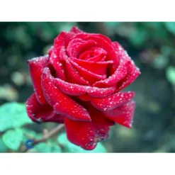 'Ingrid Bergman'® Rosa X 'Ingrid Bergman'® (Storblomstrende) A-Kvalitet,- Barrods Roser Min. 3 Grene -GrønGlæde Salgsbutik fi4449 rosa ingrid bergman poulman n de9a