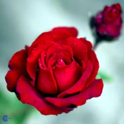 'Ingrid Bergman'® Rosa X 'Ingrid Bergman'® (Storblomstrende) A-Kvalitet,- Barrods Roser Min. 3 Grene -GrønGlæde Salgsbutik fi4449 rosa ingrid bergman poulman n ed62