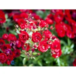 'Intense Cover'® Rosa X 'Intense Cover'® (Bunddækkerose) A-Kvalitet,- Barrods Roser Min. 3 Grene -GrønGlæde Salgsbutik fi4451 rosa intense cover poultw001 n e6e2