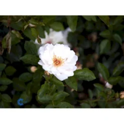 'Jacqueline Du Pré' Rosa X 'Jacqueline Du Pré' (Buskrose) A-Kvalitet,- Barrods Roser Min. 3 Grene -GrønGlæde Salgsbutik fi4471 rosa jacqueline du pre e790