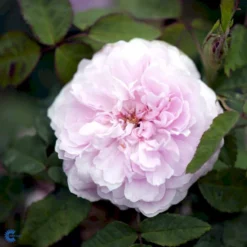 'Jacques Cartier' Rosa Portlandica 'Jacques Cartier' (Portlandrose) A-Kvalitet,- Barrods Roser Min. 3 Grene 11 'Jacques Cartier' Rosa Portlandica 'Jacques Cartier' (Portlandrose) A-Kvalitet,- Barrods Roser Min. 3 Grene -GrønGlæde Salgsbutik fi4472 rosa jacques cartier 79c8