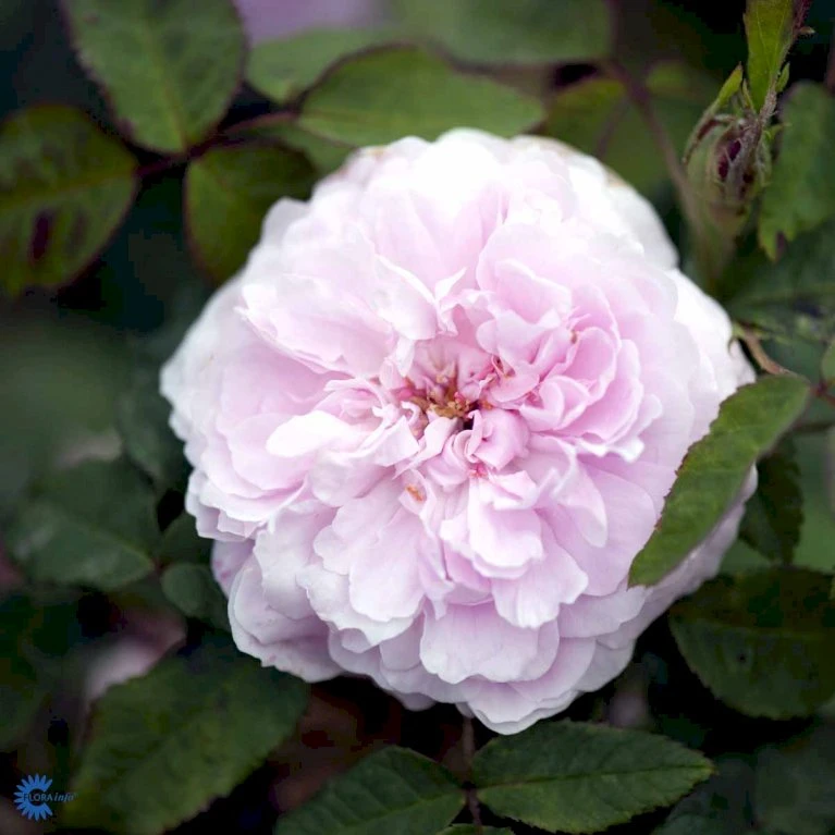 'Jacques Cartier' Rosa Portlandica 'Jacques Cartier' (Portlandrose) A-Kvalitet,- Barrods Roser Min. 3 Grene 5 'Jacques Cartier' Rosa Portlandica 'Jacques Cartier' (Portlandrose) A-Kvalitet,- Barrods Roser Min. 3 Grene - Billede 5