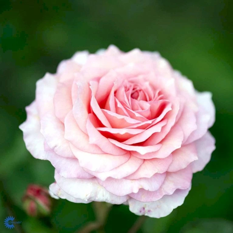 'James Galway'™ Rosa X 'James Galway'™ (Engelsk Rose) A-Kvalitet,- Barrods Roser Min. 3 Grene 9 'James Galway'™ Rosa X 'James Galway'™ (Engelsk Rose) A-Kvalitet,- Barrods Roser Min. 3 Grene - Billede 9