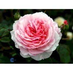 'James Galway'™ Rosa X 'James Galway'™ (Engelsk Rose) A-Kvalitet,- Barrods Roser Min. 3 Grene 21 'James Galway'™ Rosa X 'James Galway'™ (Engelsk Rose) A-Kvalitet,- Barrods Roser Min. 3 Grene -GrønGlæde Salgsbutik fi4473 rosa james galway auscrystal c1a4