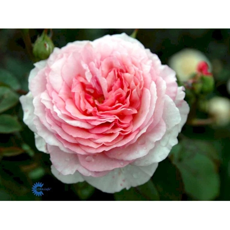'James Galway'™ Rosa X 'James Galway'™ (Engelsk Rose) A-Kvalitet,- Barrods Roser Min. 3 Grene 10 'James Galway'™ Rosa X 'James Galway'™ (Engelsk Rose) A-Kvalitet,- Barrods Roser Min. 3 Grene - Billede 10