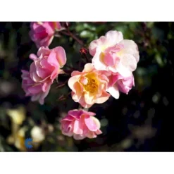 'Jazz'® Rosa X 'Jazz'® (Bunddækkerose) A-Kvalitet,- Barrods Roser Min. 3 Grene -GrønGlæde Salgsbutik fi4482 rosa jazz f66a