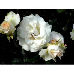 'José Carreras'™ Rosa X 'José Carreras'™ (Storblomstrende) A-Kvalitet,- Barrods Roser Min. 3 Grene -GrønGlæde Salgsbutik fi4492 rosa jose carreras poulnew n 9b5b