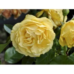 'Julia Child' Rosa X 'Julia Child' (Buketrose) A-Kvalitet,- Barrods Roser Min. 3 Grene -GrønGlæde Salgsbutik fi4499 rosa julia child r wekvossutono 199d