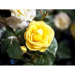 'Julia Child' Rosa X 'Julia Child' (Buketrose) A-Kvalitet,- Barrods Roser Min. 3 Grene -GrønGlæde Salgsbutik fi4499 rosa julia child r wekvossutono f07e