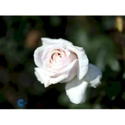 'Julia™ Renaissance'® Rosa X 'Julia™ Renaissance'® (Renaissancerose) A-Kvalitet,- Barrods Roser Min. 3 Grene -GrønGlæde Salgsbutik fi4500 rosa julia poulheart n e344