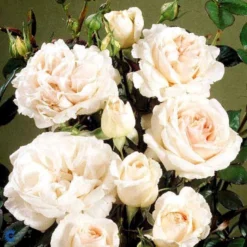 'Julia™ Renaissance'® Rosa X 'Julia™ Renaissance'® (Renaissancerose) A-Kvalitet,- Barrods Roser Min. 3 Grene -GrønGlæde Salgsbutik fi4500 rosa julia poulheart n f6e1