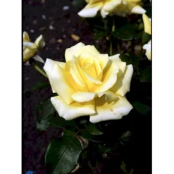 'Kaj Munk'™ Rosa X 'Kaj Munk'™ (storblomstrende) A-Kvalitet,- Barrods Roser Min. 3 Grene 11 'Kaj Munk'™ Rosa X 'Kaj Munk'™ (storblomstrende) A-Kvalitet,- Barrods Roser Min. 3 Grene -GrønGlæde Salgsbutik fi4505 rosa kaj munk pouldunk n 89b9