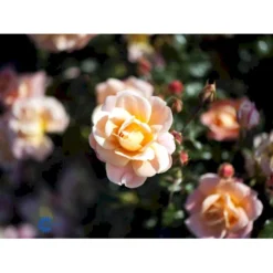 'Kalmar'™ Rosa X 'Kalmar'™ (Slotsrose) A-Kvalitet,- Barrods Roser Min. 3 Grene -GrønGlæde Salgsbutik fi4507 rosa kalmar poulkalm n 2ce9