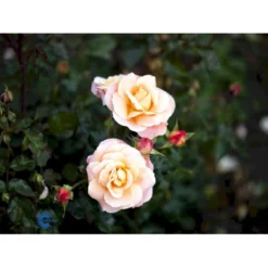 'Kalmar'™ Rosa X 'Kalmar'™ (Slotsrose) A-Kvalitet,- Barrods Roser Min. 3 Grene -GrønGlæde Salgsbutik fi4507 rosa kalmar poulkalm n dfed