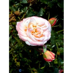 'Kalmar'™ Rosa X 'Kalmar'™ (Slotsrose) A-Kvalitet,- Barrods Roser Min. 3 Grene -GrønGlæde Salgsbutik fi4507 rosa kalmar poulkalm n f3c6