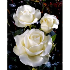 'Karen Blixen'™ Rosa X 'Karen Blixen'™ (Storblomstrende) A-Kvalitet,- Barrods Roser Min. 3 Grene -GrønGlæde Salgsbutik fi4508 rosa karen blixen poulari n 19cf