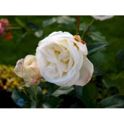'Karen Blixen'™ Rosa X 'Karen Blixen'™ (Storblomstrende) A-Kvalitet,- Barrods Roser Min. 3 Grene -GrønGlæde Salgsbutik fi4508 rosa karen blixen poulari n 6a0d