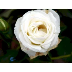 'Karen Blixen'™ Rosa X 'Karen Blixen'™ (Storblomstrende) A-Kvalitet,- Barrods Roser Min. 3 Grene -GrønGlæde Salgsbutik fi4508 rosa karen blixen poulari n c535