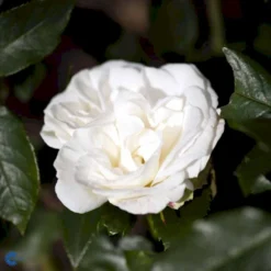 'Karen Blixen'™ Rosa X 'Karen Blixen'™ (Storblomstrende) A-Kvalitet,- Barrods Roser Min. 3 Grene -GrønGlæde Salgsbutik fi4508 rosa karen blixen poulari n d488