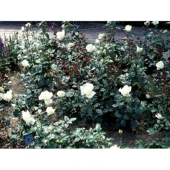 'Karen Blixen'™ Rosa X 'Karen Blixen'™ (Storblomstrende) A-Kvalitet,- Barrods Roser Min. 3 Grene -GrønGlæde Salgsbutik fi4508 rosa karen blixen poulari n f4d0