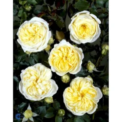 'Kronprinsesse Mary'™ Rosa X 'Kronprinsesse Mary'™ (Slotsrose) A-Kvalitet,- Barrods Roser Min. 3 Grene -GrønGlæde Salgsbutik fi4543 rosa kronprinsesse mary poulcas006 n 33d5